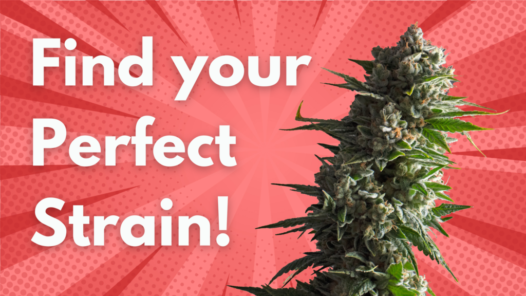 Perfect Cannabis Strain
