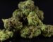Looking for real THCa flower in Monmouth County? Discover premium, lab-tested THCa strains at Scarlet Reserve in Matawan, NJ.
