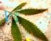 Can you travel with CBD? NJ residents: Learn TSA rules, driving tips, and how to pack your CBD safely from Scarlet Reserve in Matawan.