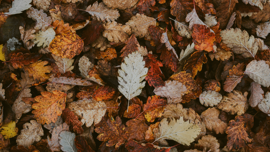 summer-to-fall-cannabis-products