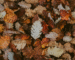 summer-to-fall-cannabis-products