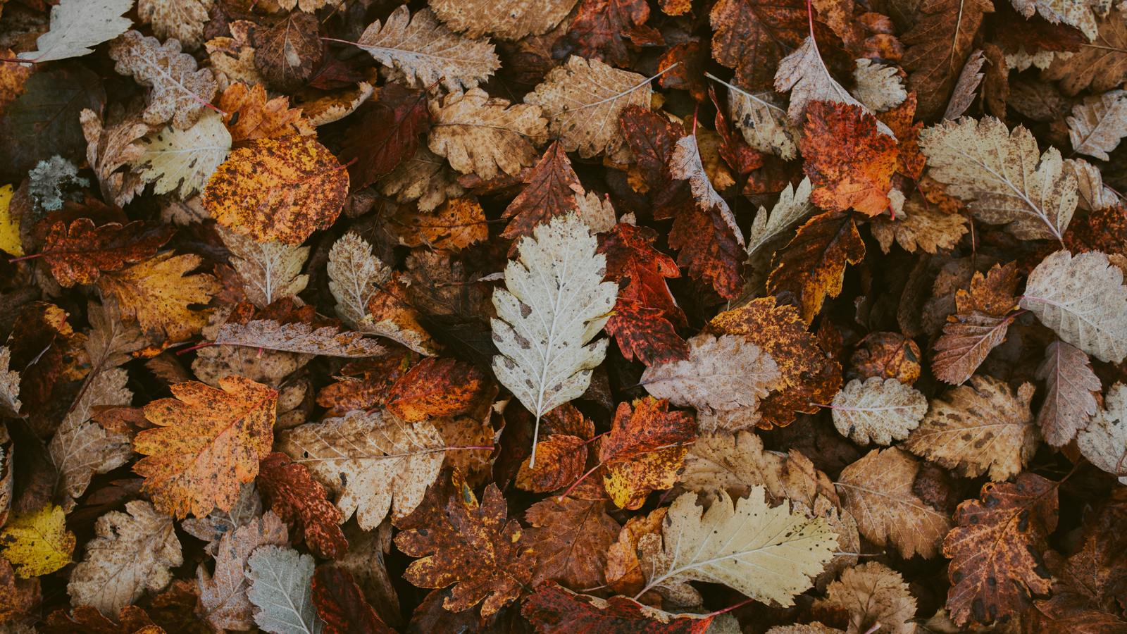 summer-to-fall-cannabis-products