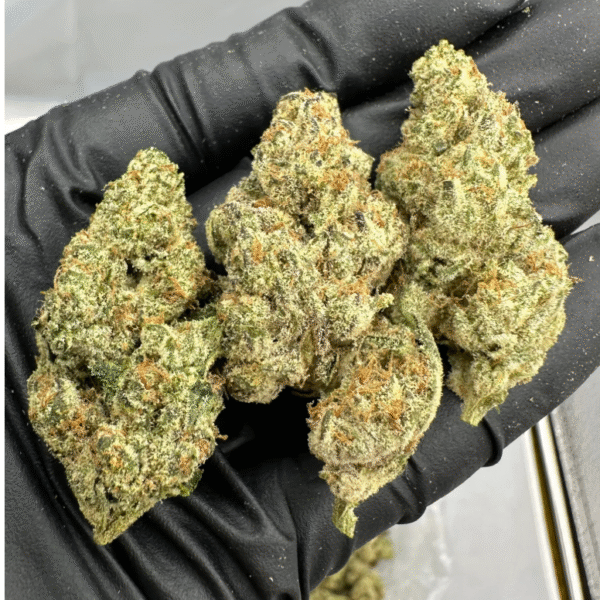 White Bubblegum Gelato  Scarlet Reserve House Flower