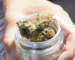 THCa Flower Bulk at Scarlet Reserve – Matawan NJ