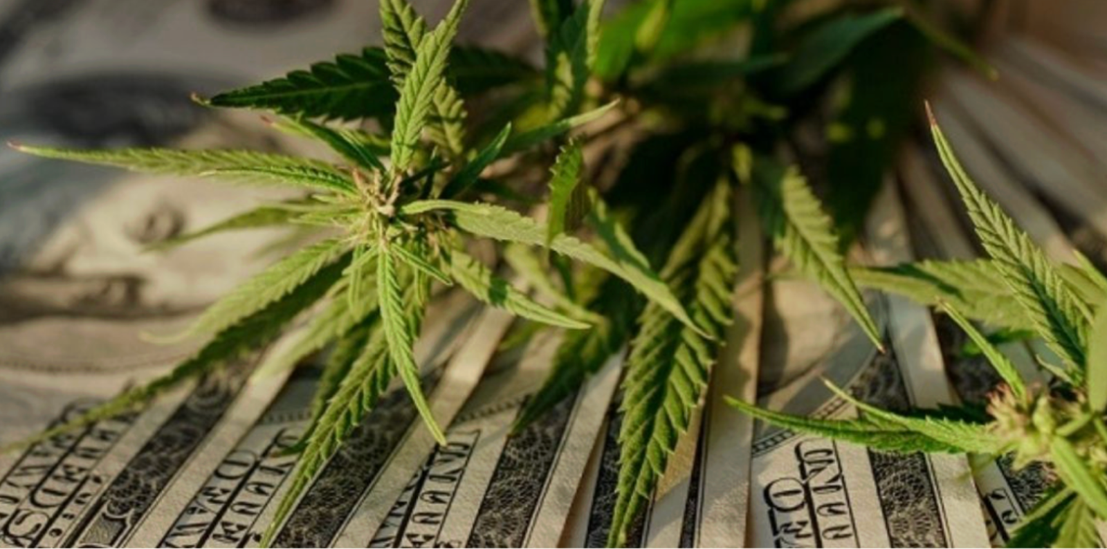 CBD insurance coverage