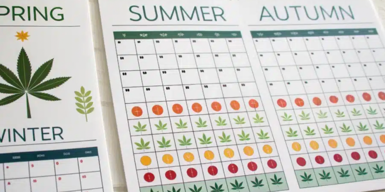 Seasonal Cannabis Preferences: How Effects Change