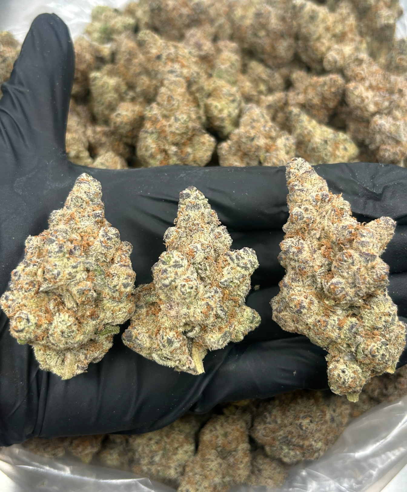 Screenshot 2026-01-22 at 1.40.25 PM