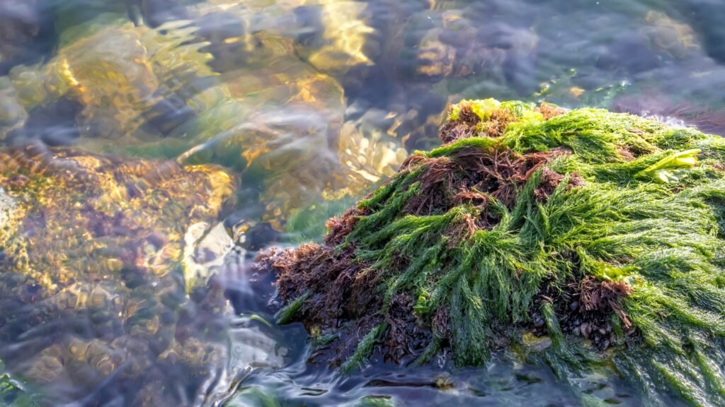 sea moss benefits
