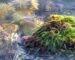 sea moss benefits