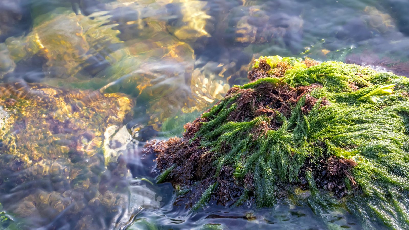 sea moss benefits